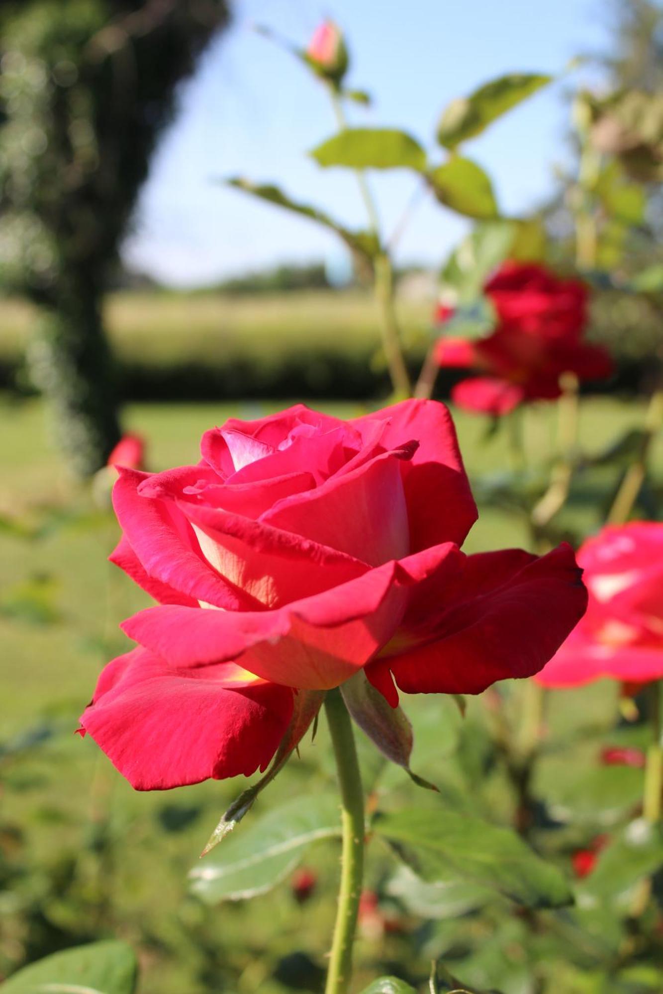 Arts & Passion Bed & Breakfast Mirambeau  Bagian luar foto